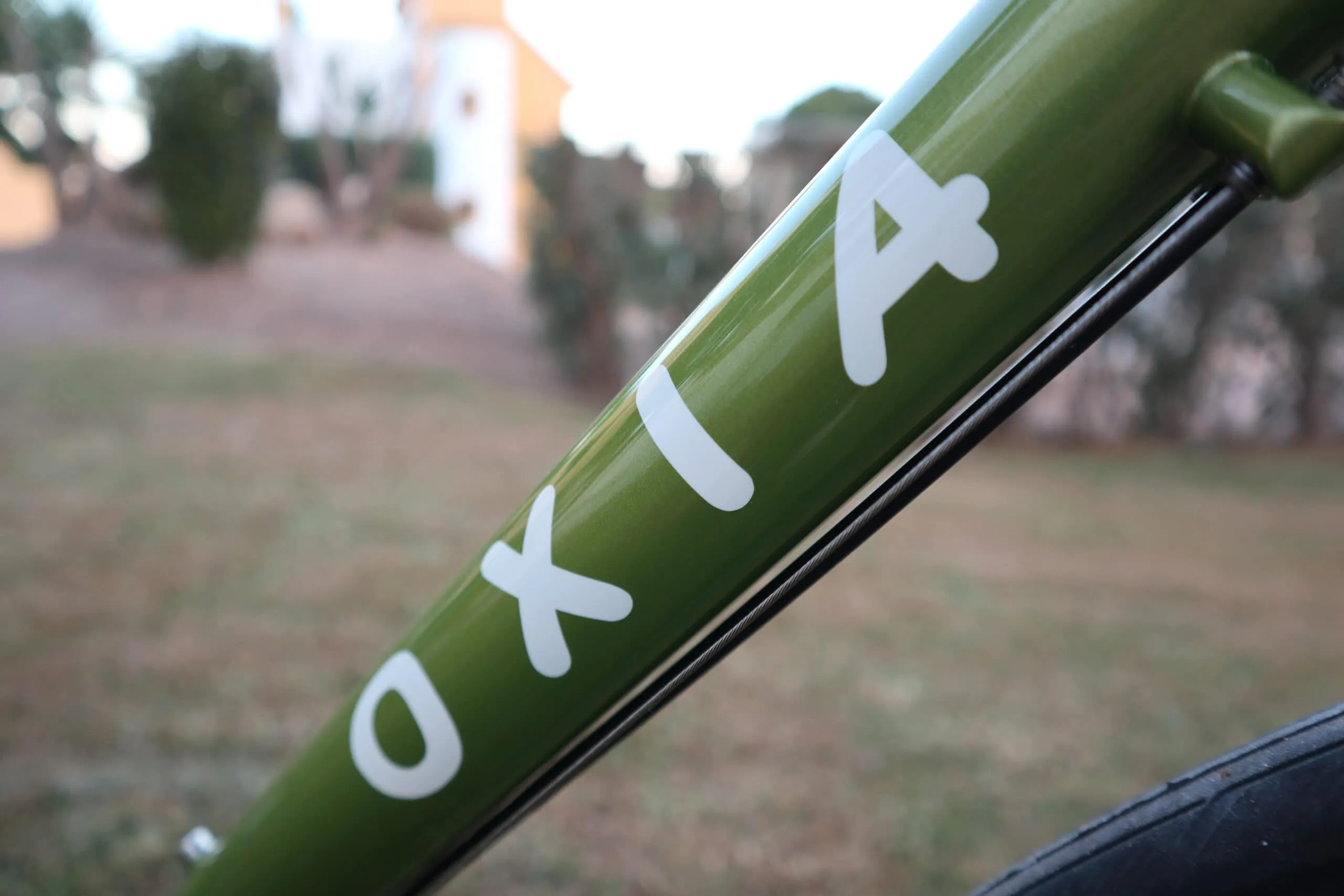 Oxia Chrysolina detalle 07